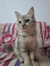 Persian cat